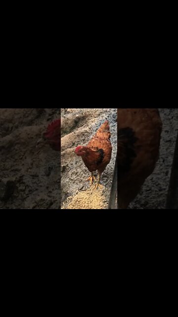 Free range cockerel enjoying fermented feed