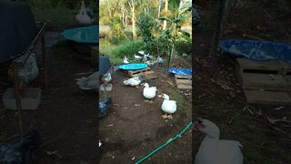 Muscovy not doing much, An older video I found August 2019