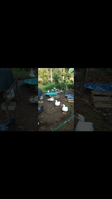 Muscovy not doing much, An older video I found August 2019