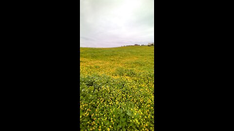 سمك في الماء