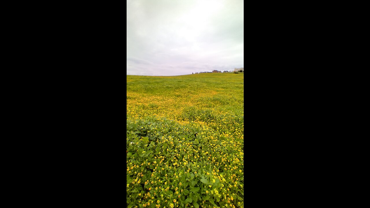 سمك في الماء