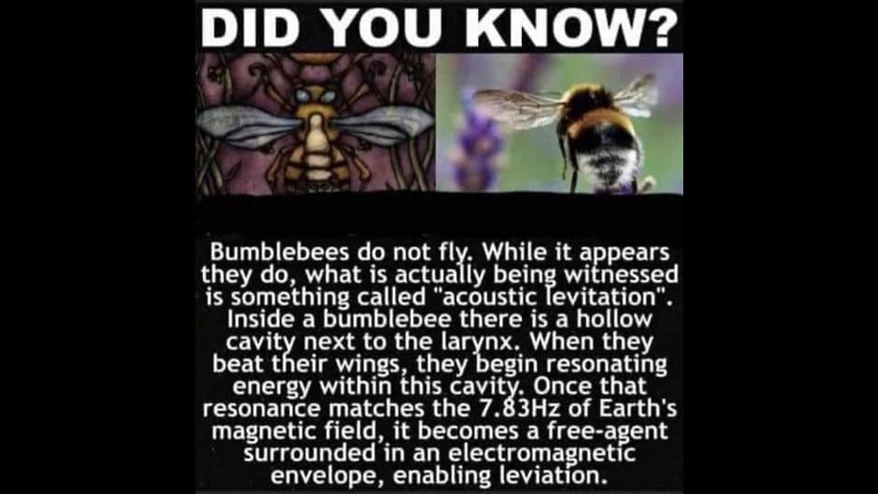 Bee Levitation Anti-Gravity