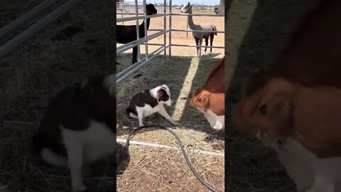 Dog fights with cow #shorts #dog #animals