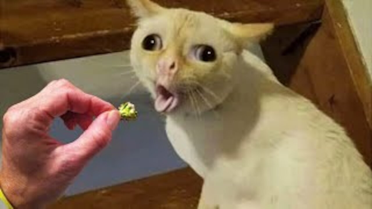 Dogs And Cats Reaction To Food - Funny Animal Reaction Pets Town