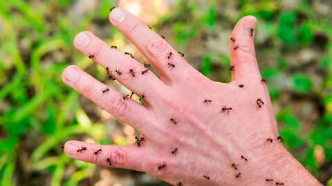 Como Tratar Picadas de Formiga Naturalmente