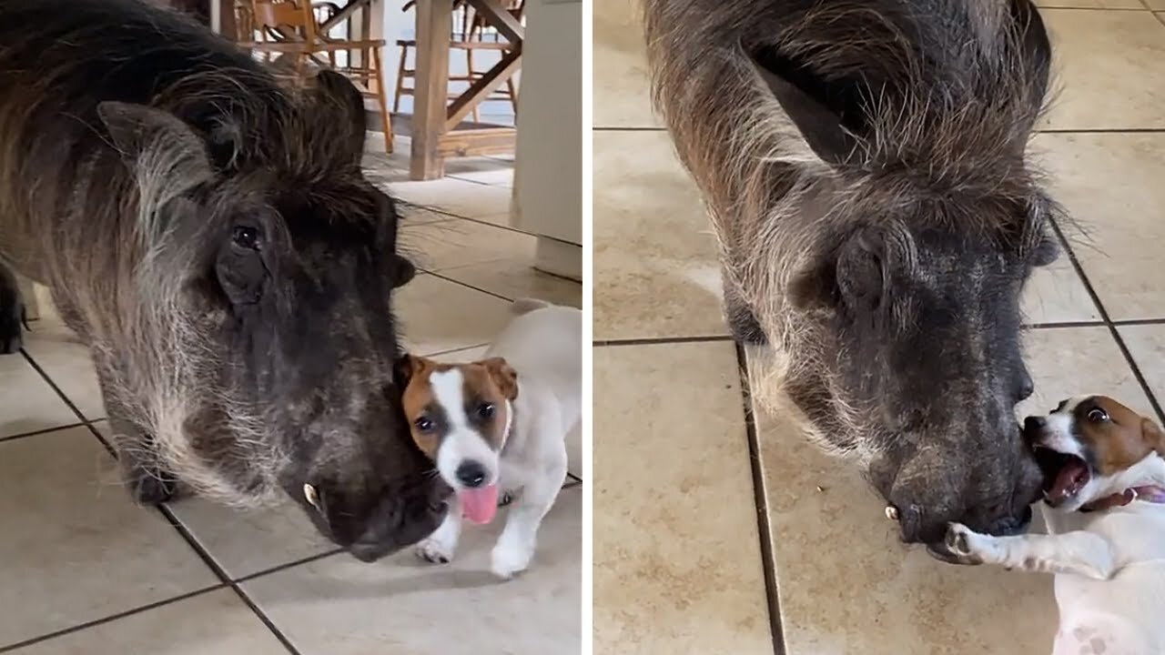 Puppy adorable chews on gentle warthog's tusk