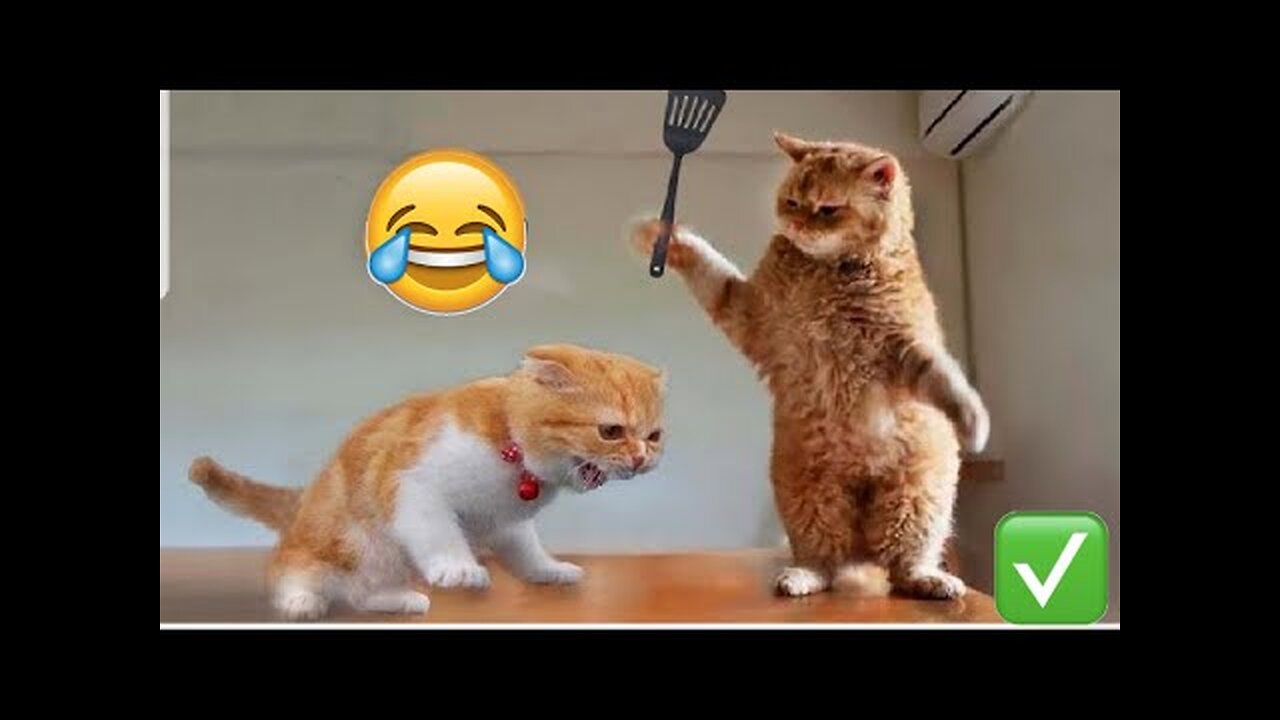 Funny animals video