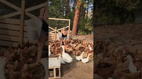 #shorts #chickens #feedingtime #layers #homesteading #vlog