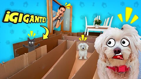 GATO VS PERRO ATRAPADOS EN UN LABERINTO GIGANTE DE CARTON DENTRO DE CASA !!