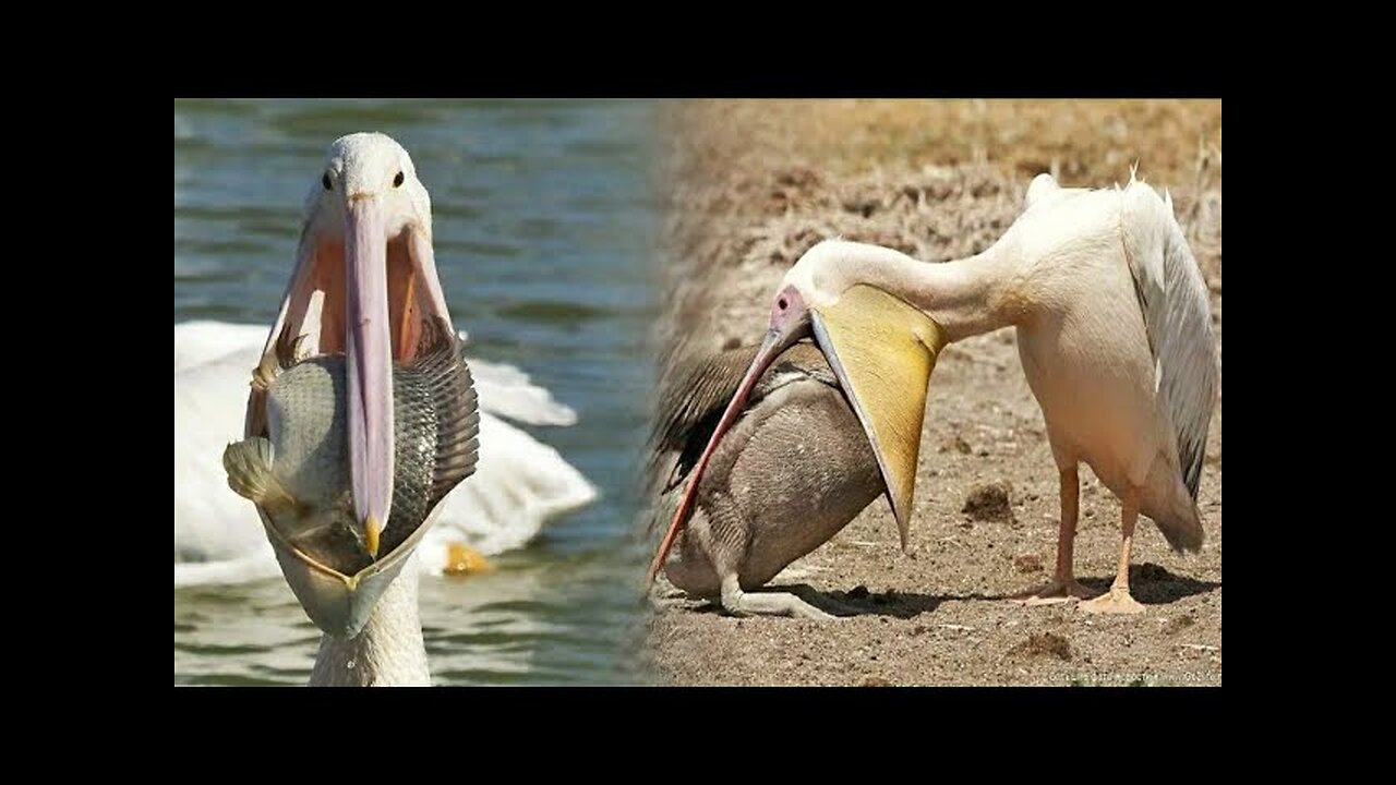 Great white pelican - Wikipedia , Catch birds for food #animals #birds #birding