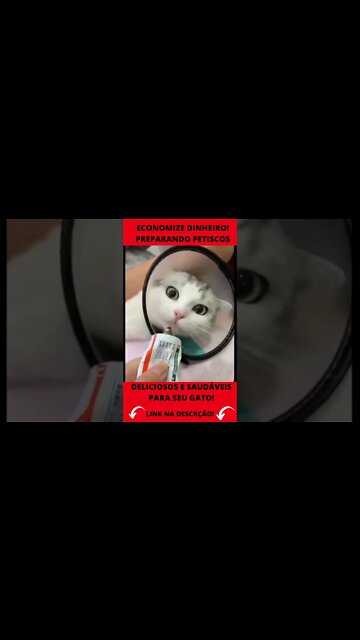 GATOS ENGRAÇADOS #shorts