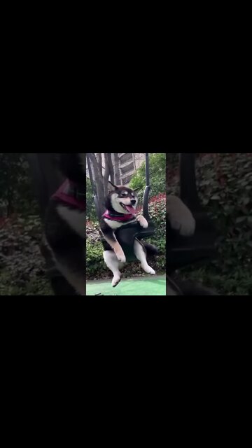 Videos engraçados de cachorro e gato #animais #gatos #cachorros #animaisshow #funny #shorts