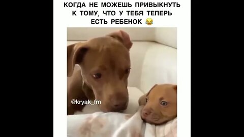 #гумор #гуморукраїнською #українською #україна #зсу #сміх #смішно #птнпнх #приколы #смех #смотреть