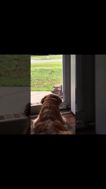 Is it Love? Dog & bunny show 🥰