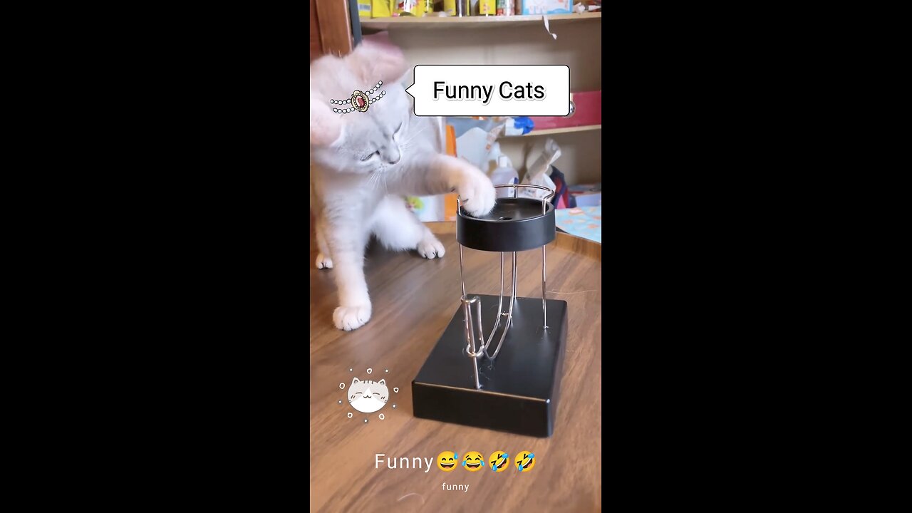 Funny Cats