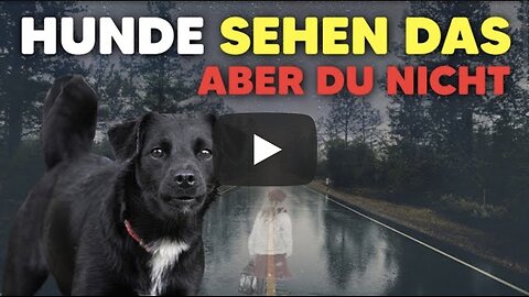 Dinge die ein HUND sehen kann aber DU NICHT!