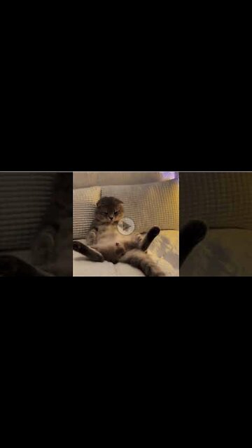 Funny Animal Videos 2023 - Funniest Cats And Dogs