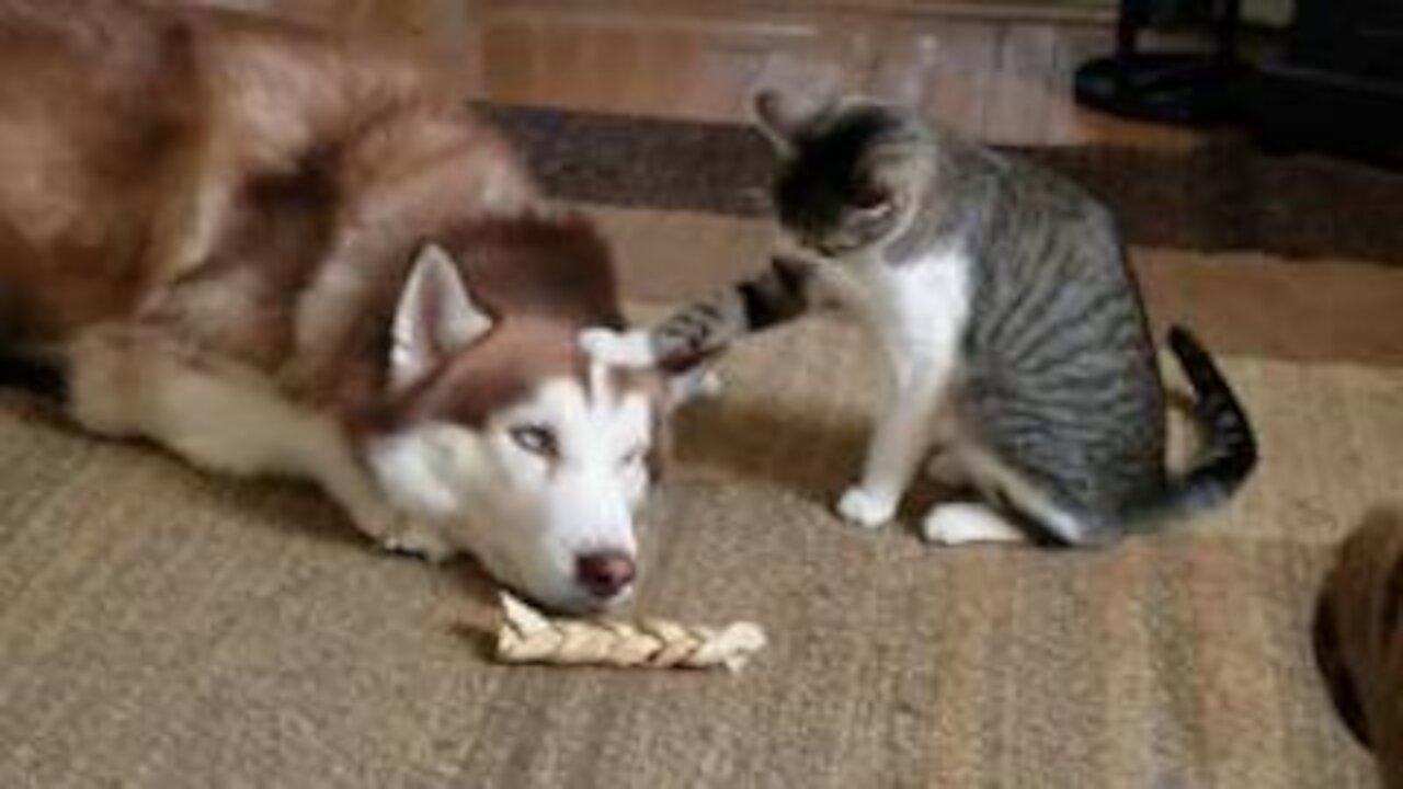 Cat bullies Husky