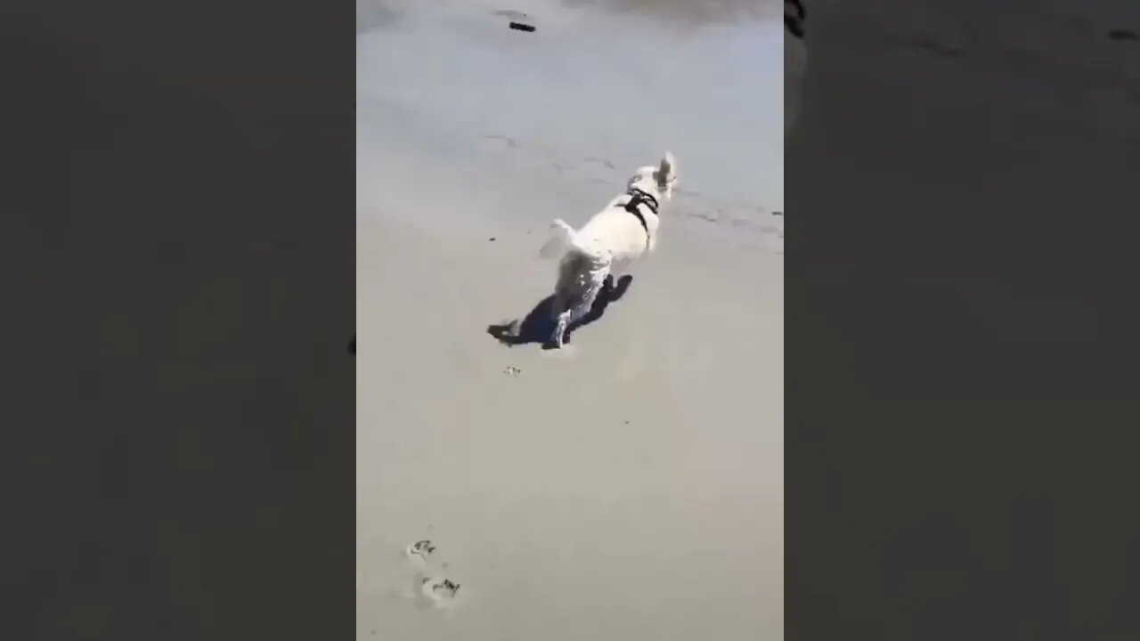 #memes #brasil #viral Só memes tops!