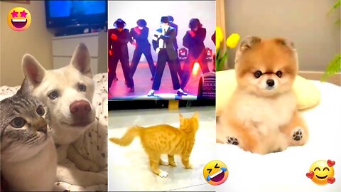 Best Funniest Animal Videos 2023 😅 - Funny Cats And Dogs Videos #2 😂