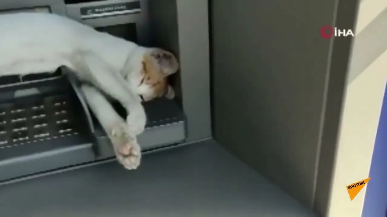Stray cat does not allow people to use ATMs.