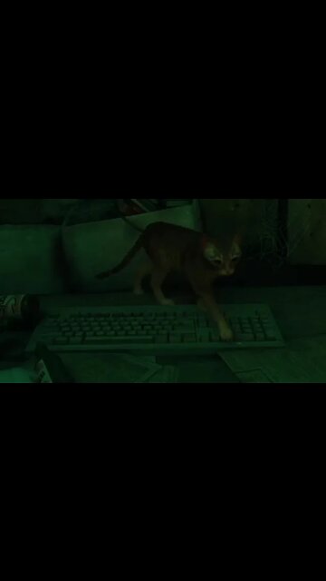 Stray Walking On A Keyboard #Shorts