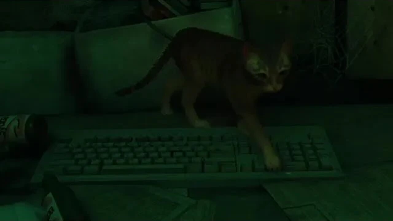 Stray Walking On A Keyboard #Shorts