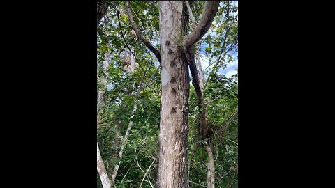 The bats in Belize!