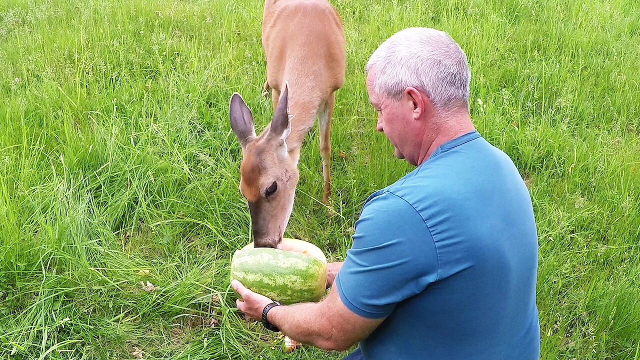 Man shares watermelon in the forest with a friendly wild deer