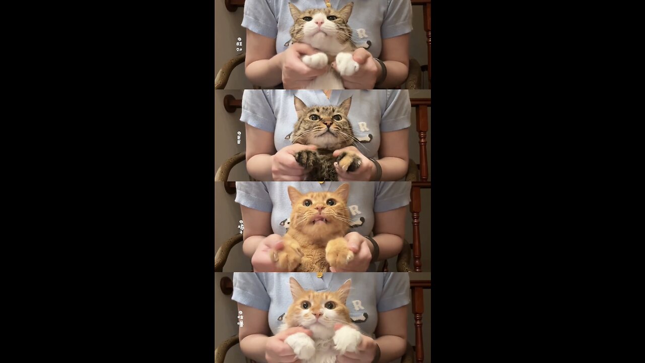 So Cute 🥰 Cats Dancing so Funny 😁😁😁Please Follow me