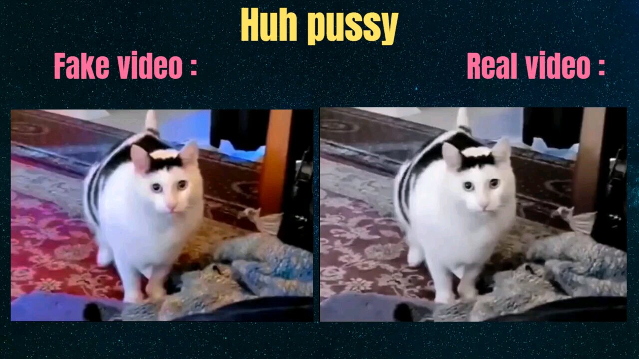 cat funny voice