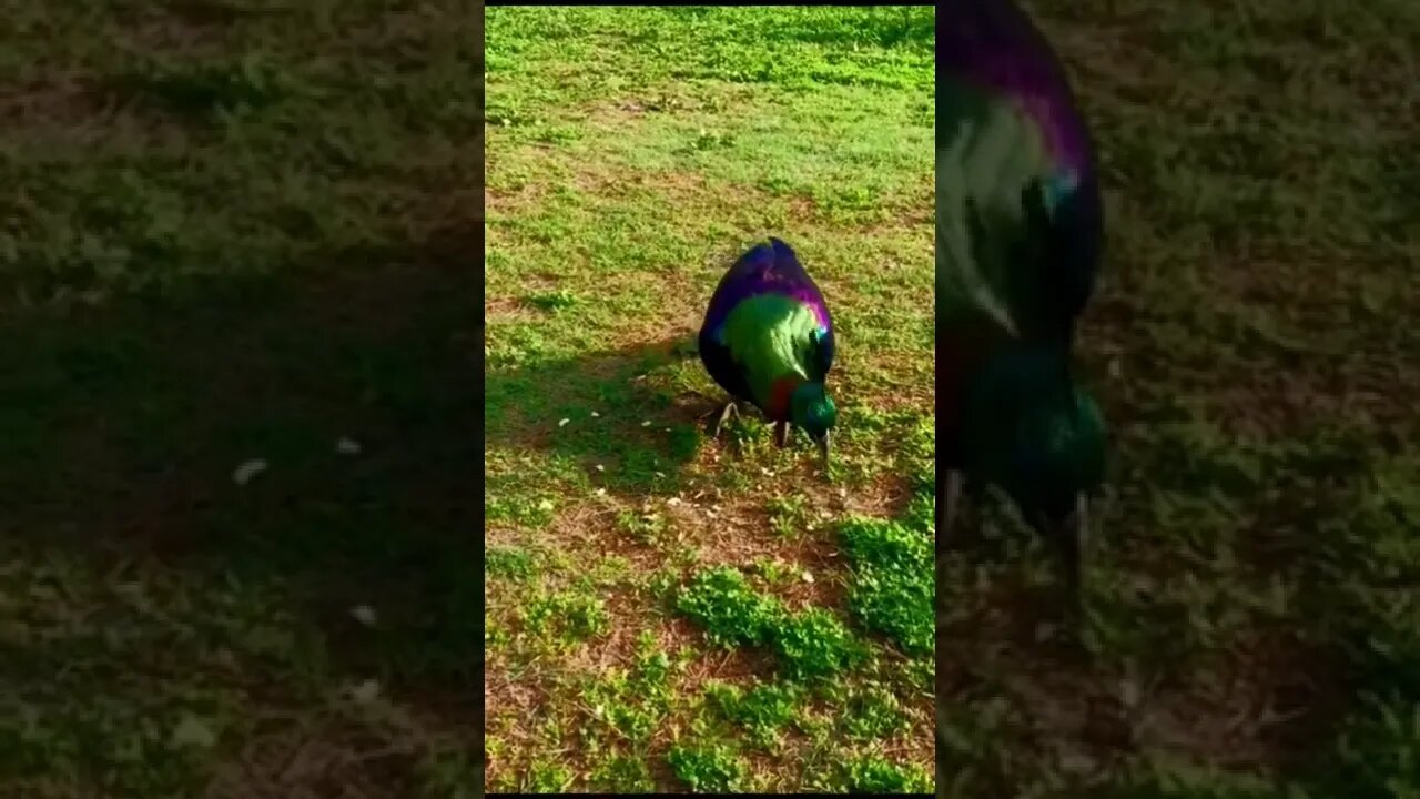 Dafe Chara | Peacock | Visit Nepal