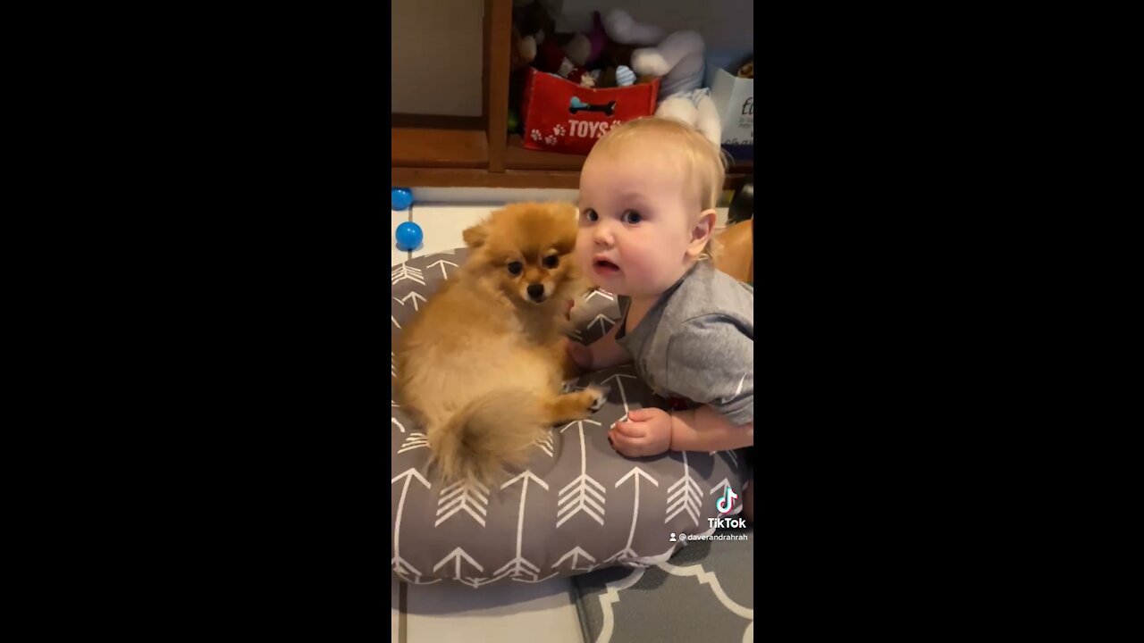 Pomeranian Puppy Tries To Nap But Baby Wants To Play