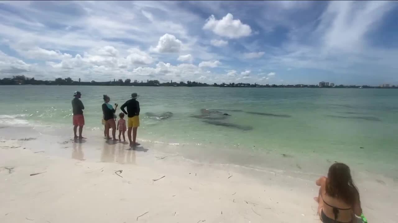 Sarasota PD reminds locals, visitors to not disturb or touch mating manatees