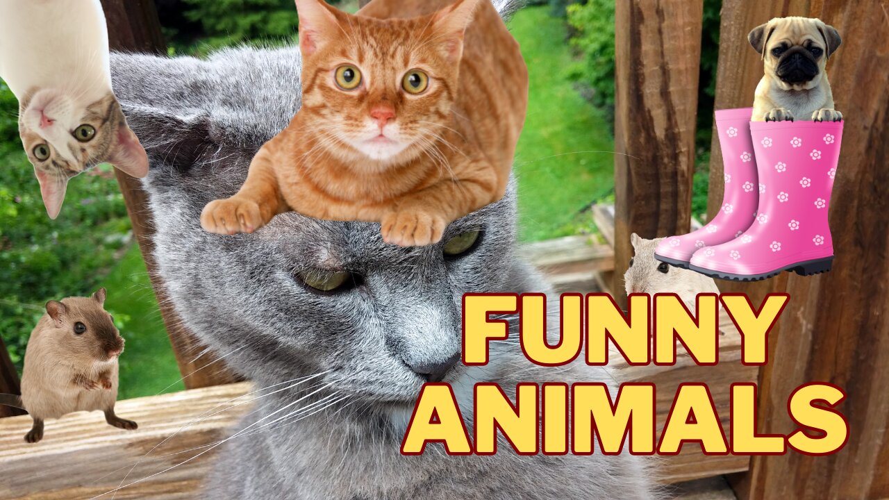 Laugh Out Loud Funny Animals That Will Make Your Day_part_9