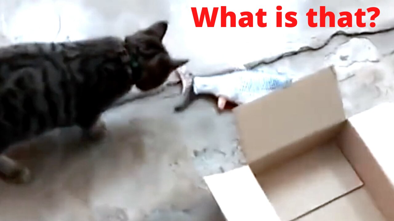 Funny Cat Takes a Toy Out of a Box, Then Goes in It Itself #shorts