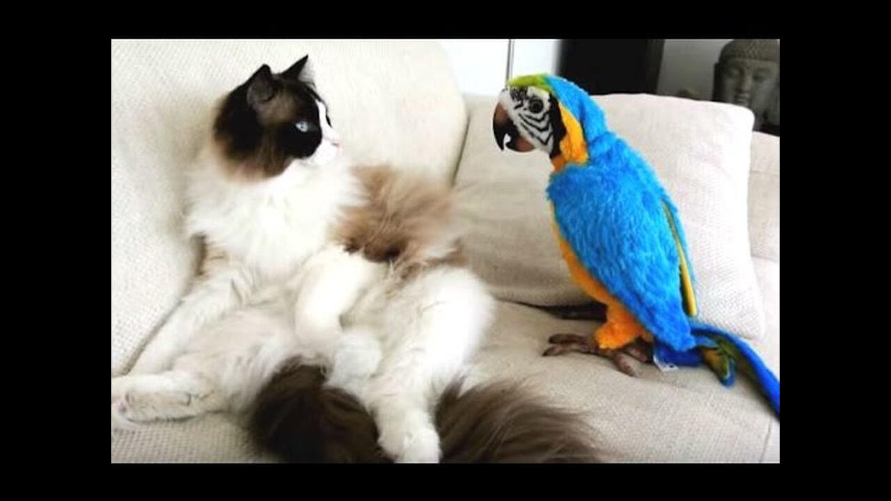 Funny Parrots Annoying Cats Compilation