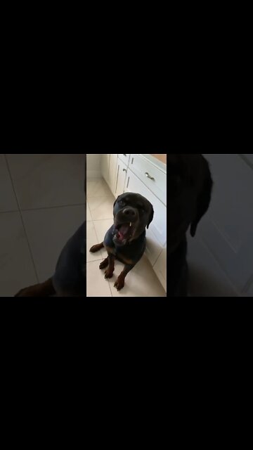 Rottweiler’s blatant disobedience