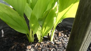 TURMERIC (Then and now)