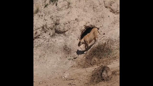 lion hunting crocodile waiting to steal