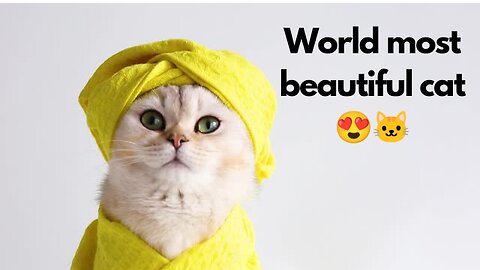 Cat Video | funny cat video | world most beautiful cat 😍❤️