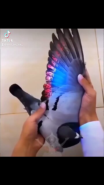 Electric Universe⚡️