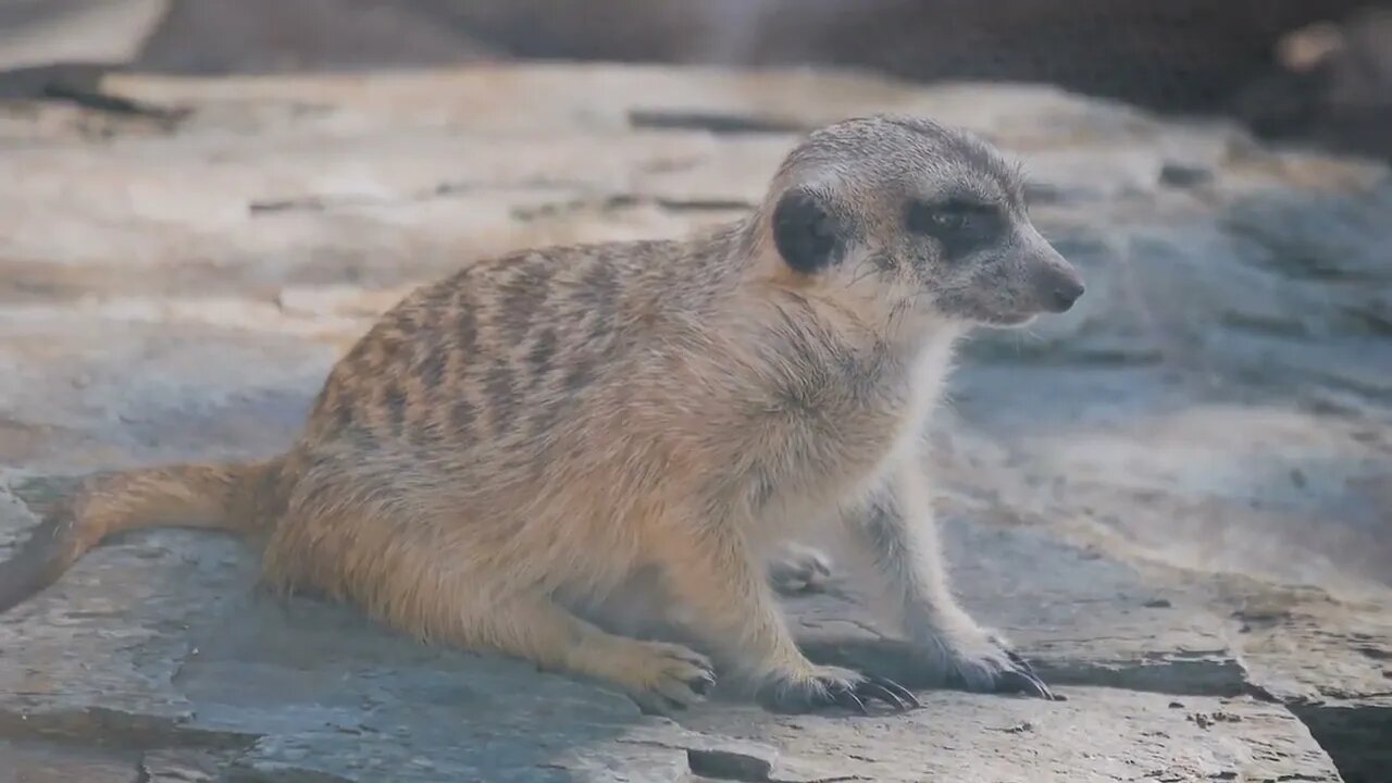 Meerkat sitting on a stone. Suricata in the open zoo.