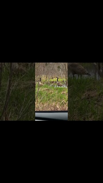 Canada Geese and their babies