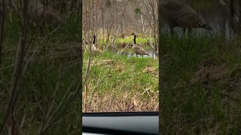 Canada Geese and their babies