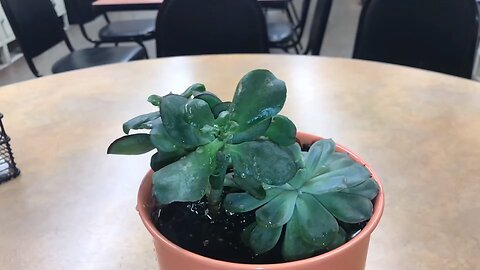 Watering a plant in Slow motion