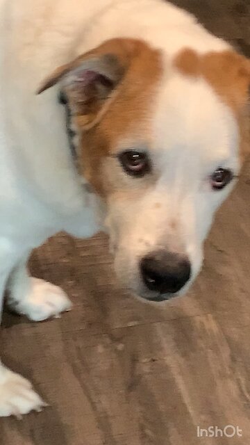 My dog Watching Dog Video