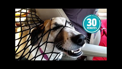 Try Not to Laugh CHALLENGE _ 30 Minutes of Funny Dogs