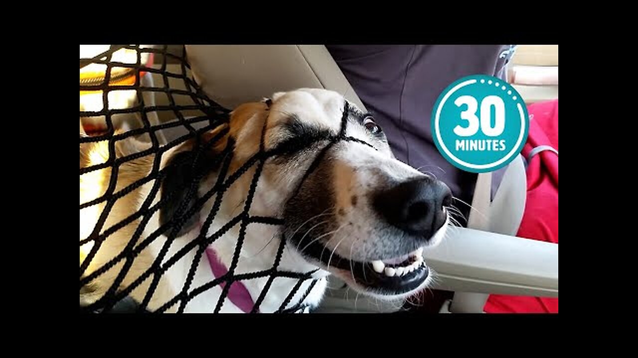 Try Not to Laugh CHALLENGE _ 30 Minutes of Funny Dogs