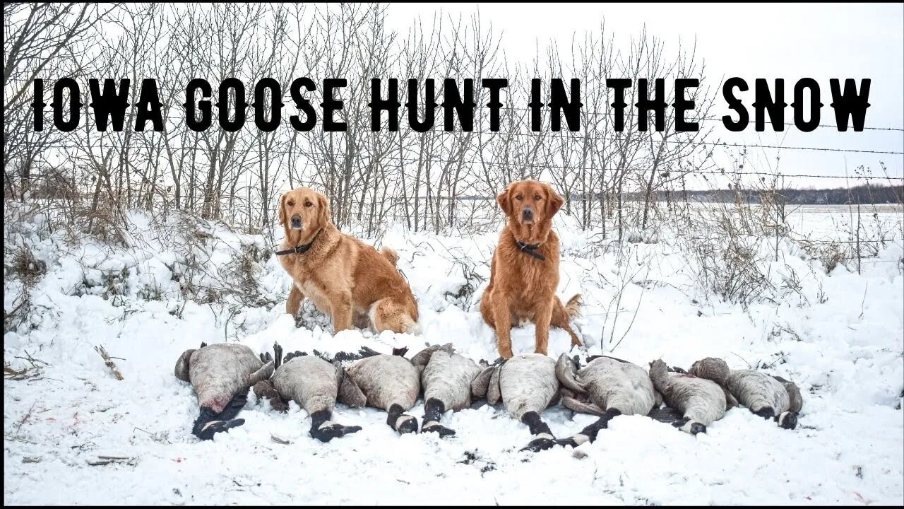 Iowa Goose Hunt in the SNOW